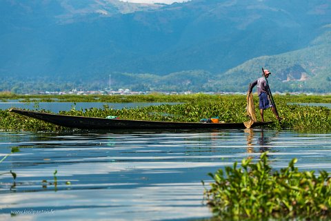 20191122__00171-23 Nyaung shwe, pêcheur au filet au milieu des bancs de jacinthes d'eau qui envahissent le lac. Les rendements de la pêche ont drastiquement chuté du fait de la...